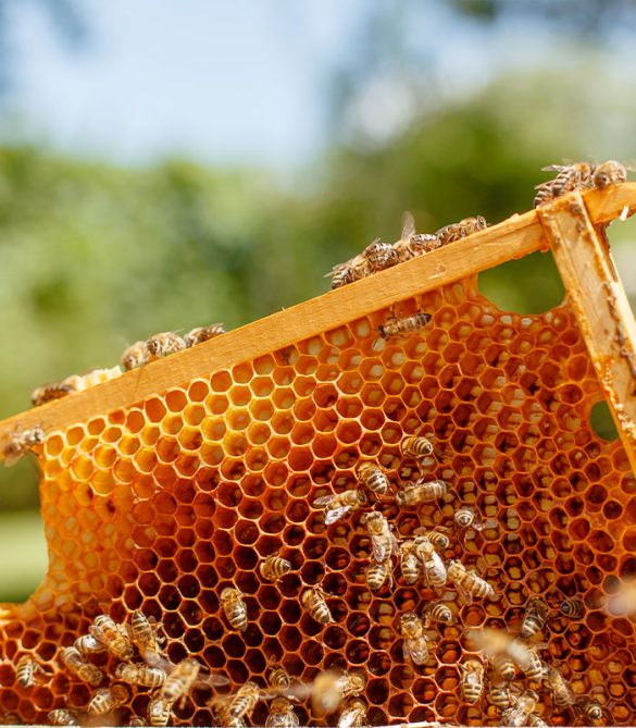 How To Add Honey To Your Skincare Regimen